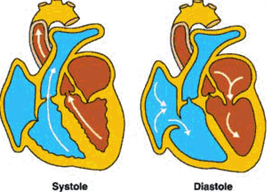 La Physiologie du coeur